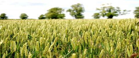 affiliate-internet-marketing-harvest affiliate-internet-marketing-harvest
