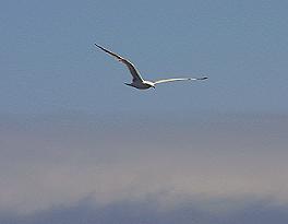 home-based-business-opportunity-freedom home-based-business-opportunity-freedom